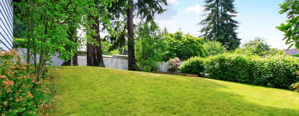 Lawn Background