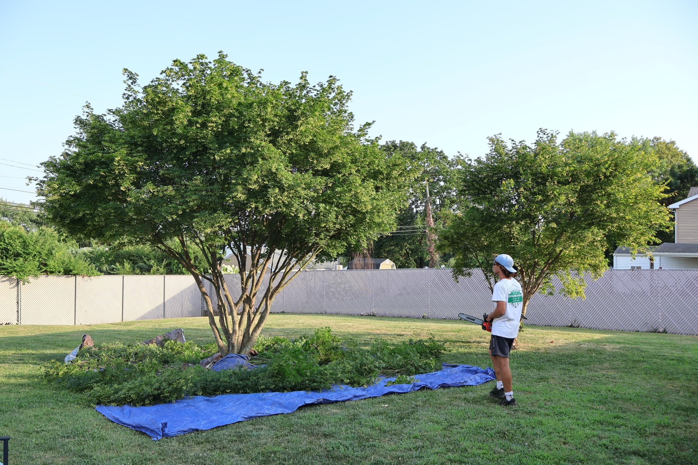Tree Trimming, Pruning & Removal