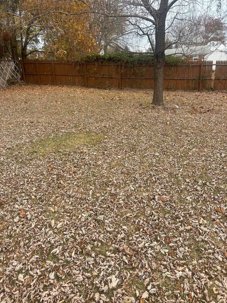 Before — Leaf Removal