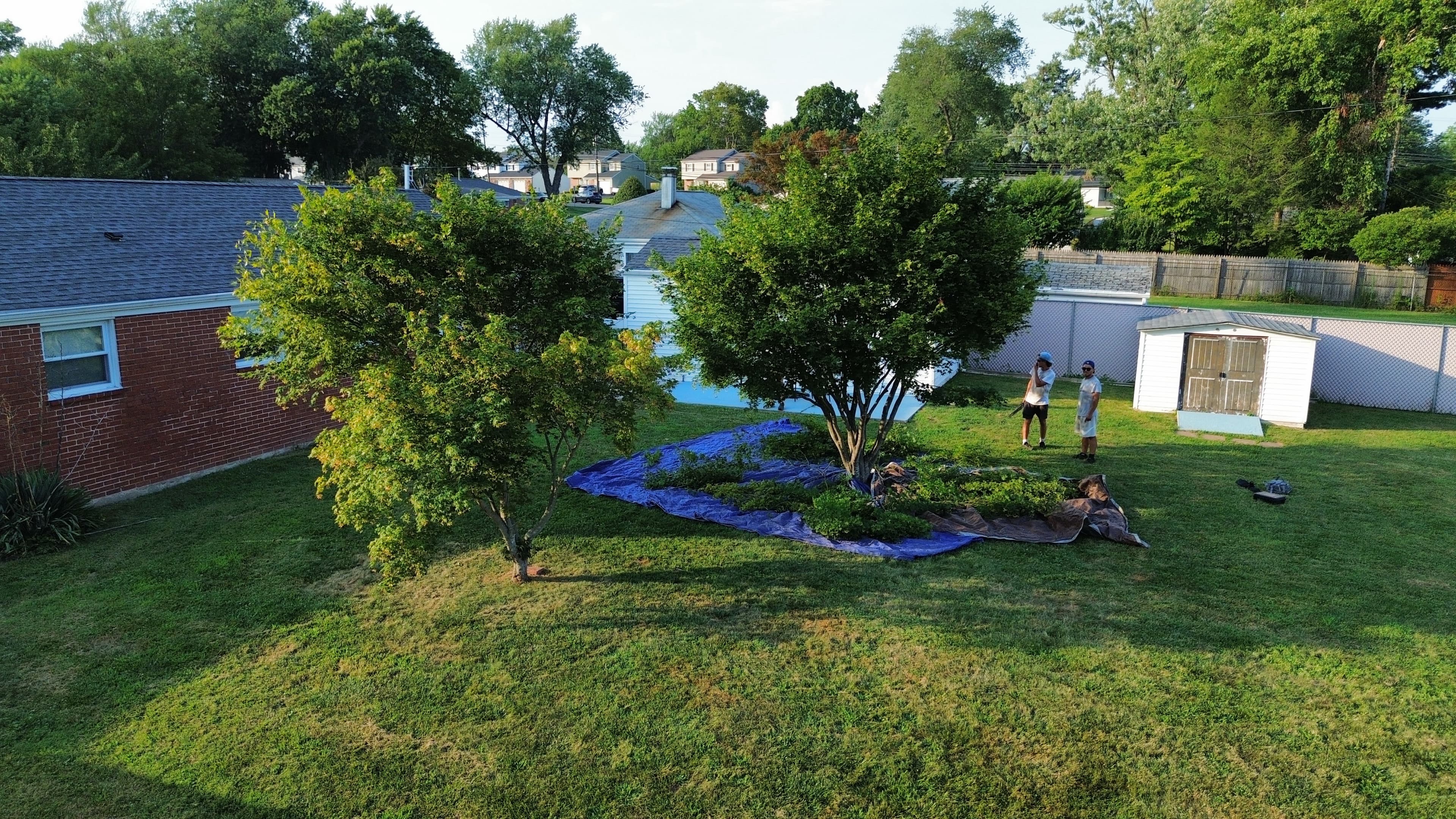 Tree Service